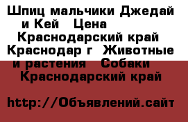 Шпиц мальчики Джедай и Кей › Цена ­ 20 000 - Краснодарский край, Краснодар г. Животные и растения » Собаки   . Краснодарский край